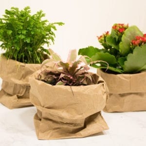 crafting with plants
