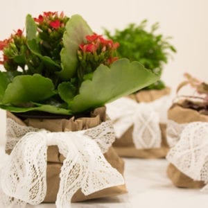 decorate with plants
