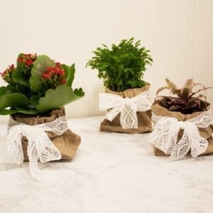 indoor plants