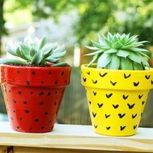 succulent themed planters