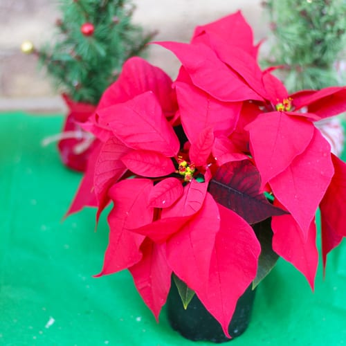 poinsettia