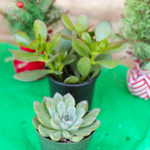 succulent plant