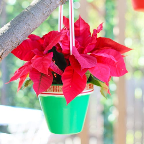 poinsettia ornament