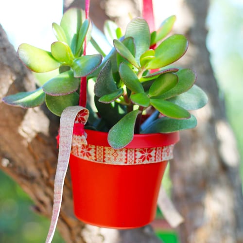 succulents in plant ornament