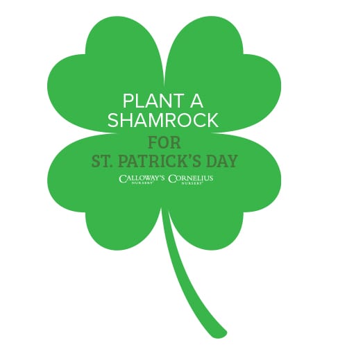 plant a shamrock for st. patricks day