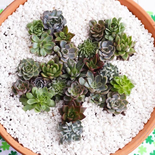 4 leaf clover succulent garden