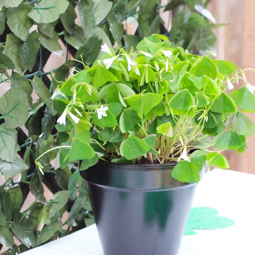 pot of gold container idea
