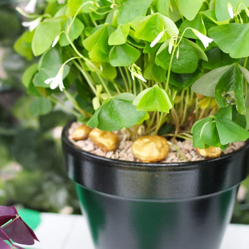 pot of gold shamrock idea