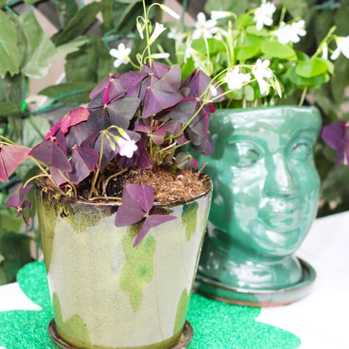 green containers with oxalis plants