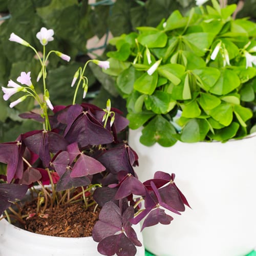 white containers with oxalis plants