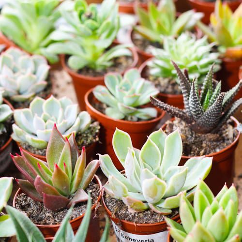 succulents