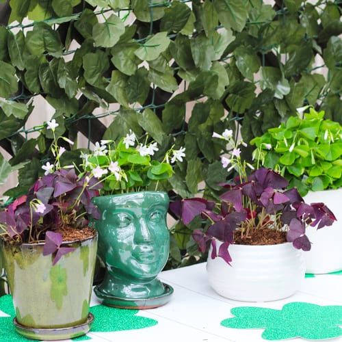 st. patricks day container garden ideas