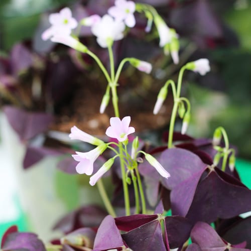 oxalis plants