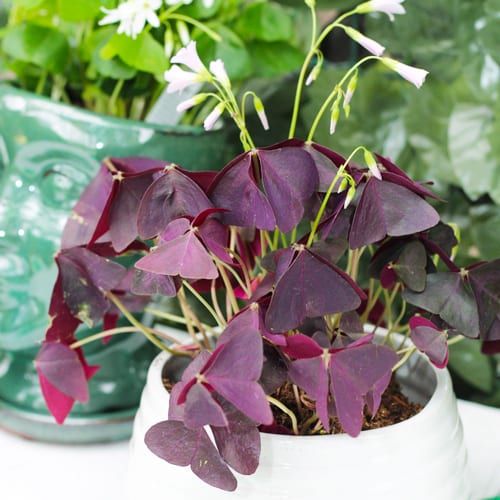 purple oxalis plant