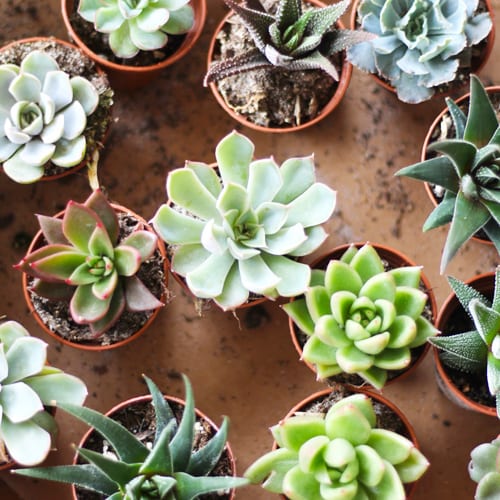 succulents in containers