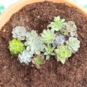 add succulents in tear drop shapes