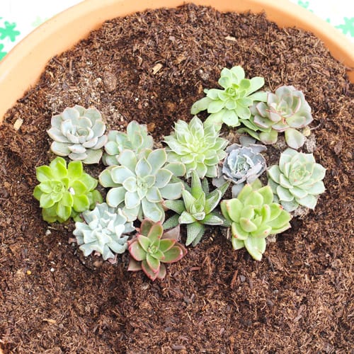 add succulents in tear drop shapes