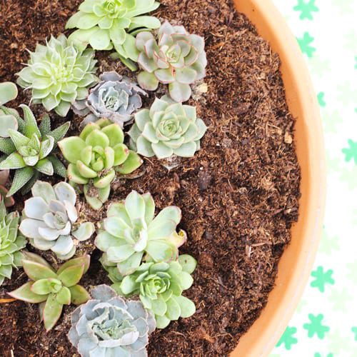plant succulents to make a 4-leaf clover
