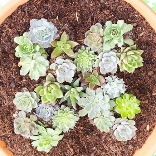4 leaf clover succulents