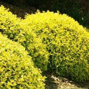 abelia