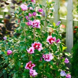 Althea