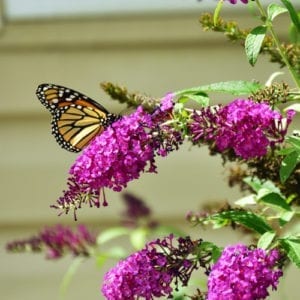 Buddleia
