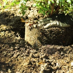 how to plant shrubs