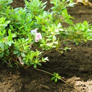 shrubs