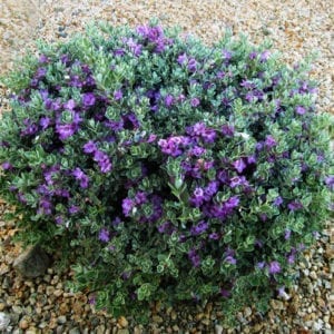 texas sage