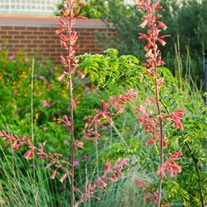 yucca