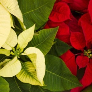 poinsettia care