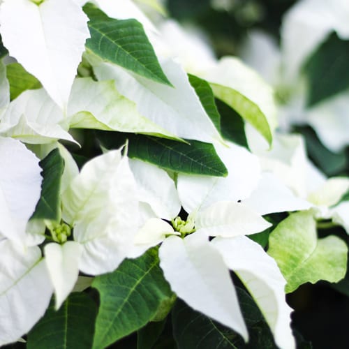 white poinsettias