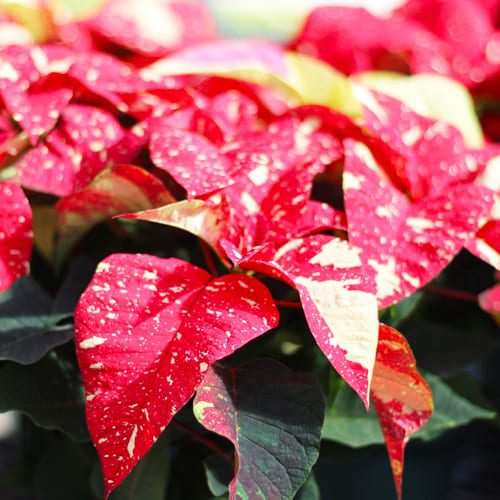 sparkling poinsettias