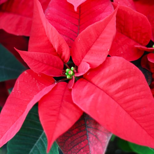 red poinsettia