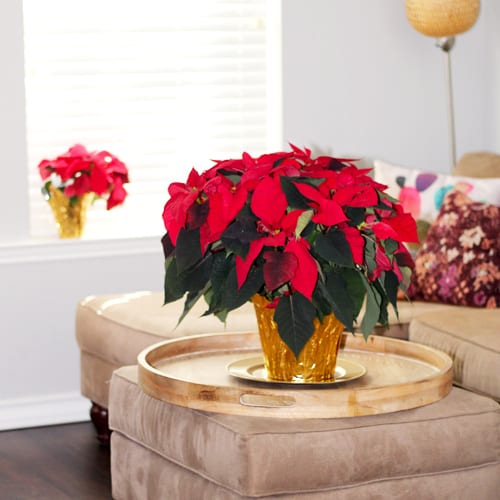 fresh red poinsettias in family room