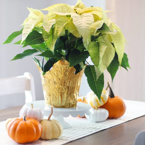 thanksgiving ideas with poinsettias