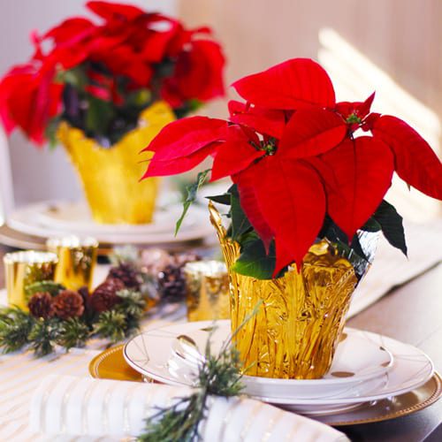 poinsettia place settings