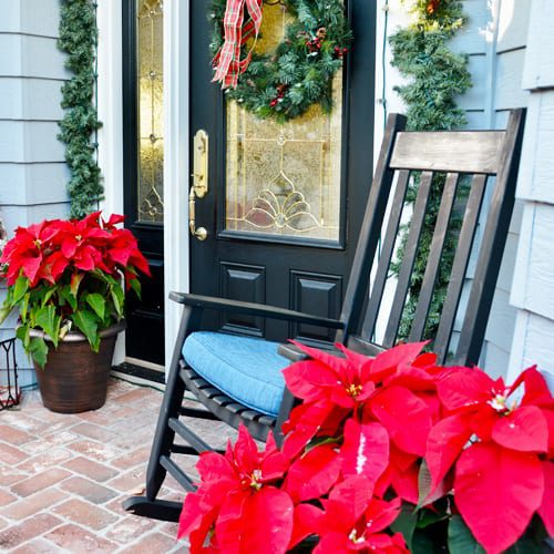 live poinsettias on front porch