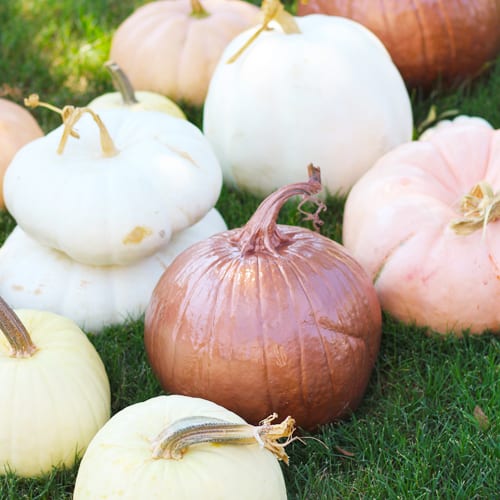 Fall Pumpkins for Display | Calloway’s Nursery 