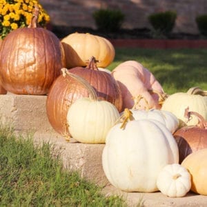 no carve pumpkin decorating