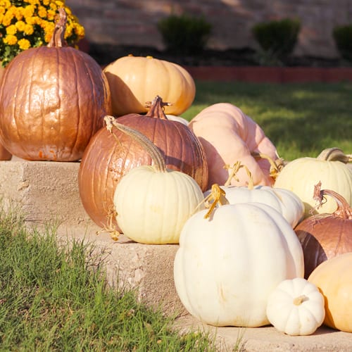 No Carve Pumpkin Decorating Ideas for Fall Pumpkin Decoration | Calloway’s Nursery 
