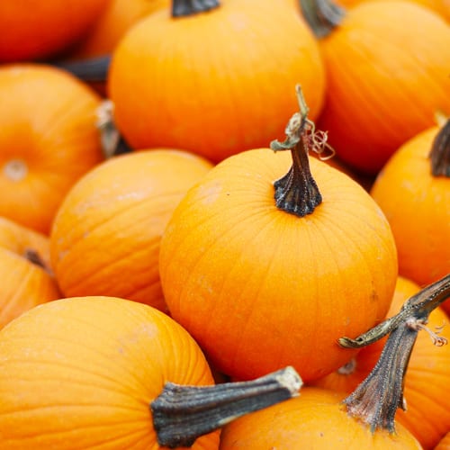 No Carve Pumpkin Decorating Ideas for Fall Pumpkin Decoration | Calloway’s Nursery 
