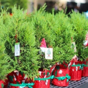 italian stone pine