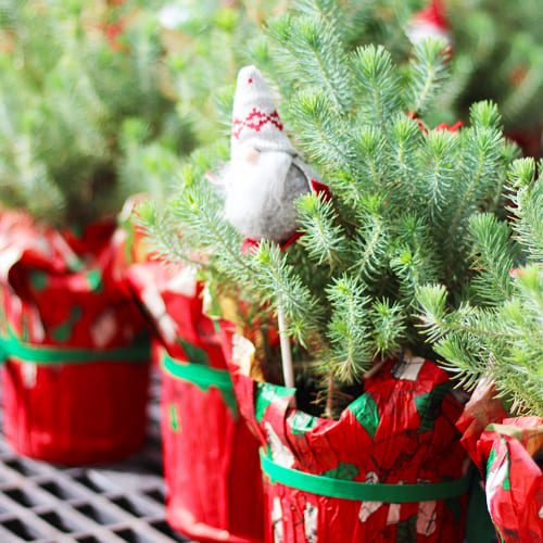 norfolk pine