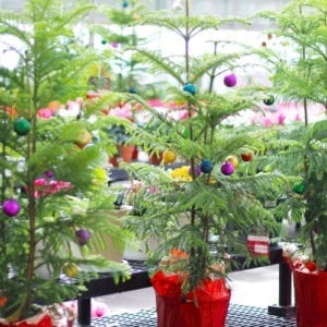 norfolk island pine