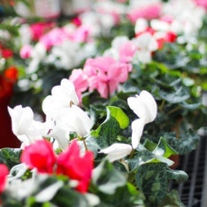 cyclamen blooms
