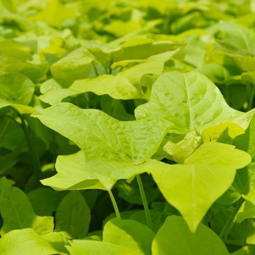 sweet potato vine