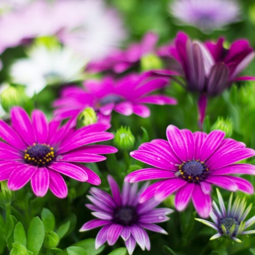 african daisy