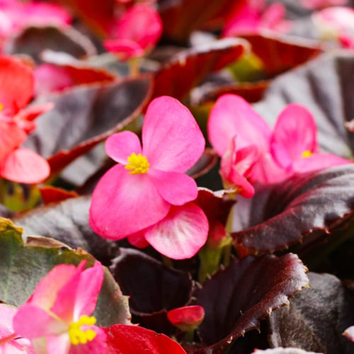 senator iq begonia