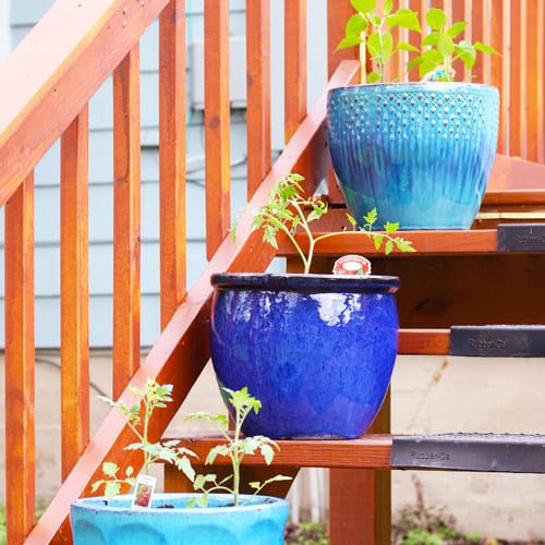 container gardens